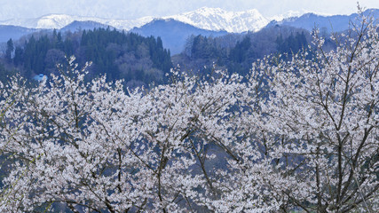桜と雪山