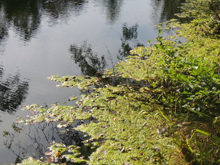 marais