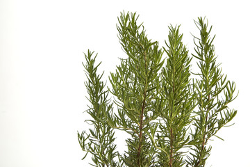 rosemary