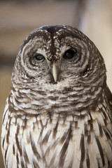 Portrait of barred owl, strix varia