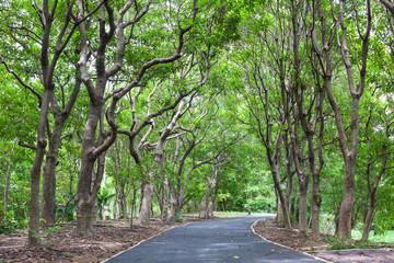 wayside trees