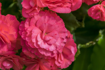 Obraz premium pink flower background with selective focus. close up Purple flora.relax and fresh in nature.
