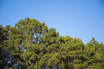 Fototapeta premium Green bush trees with clear sky background.