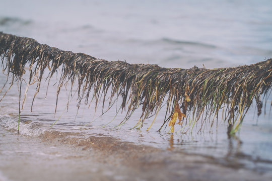 Seetang auf einem Tau in einer Detailaufnahme