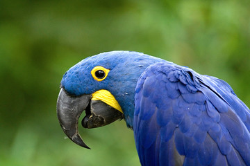 Ara © Objectif Photo