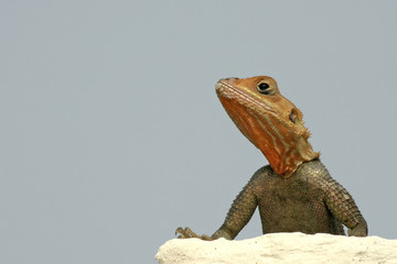 Lezard 