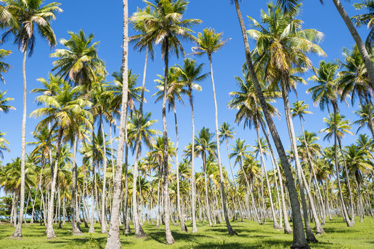 Bright grove of tall palm trees in a plantation on the Coconut Coast in Nordeste Bahia, Brasil © lazyllama