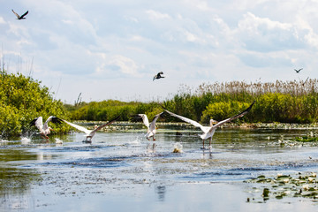 Flying birds and aquatic plants in Danube Delta