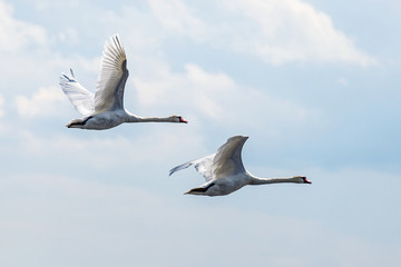 Flying white swans