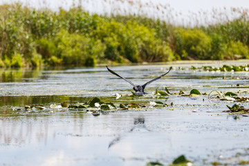 Flying great cormorant