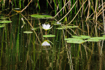 lily pad bloom