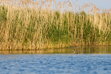 Danube Delta wildlife