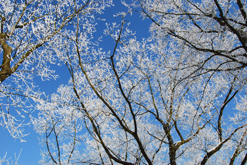 Snowy and frozen trees with blue sky