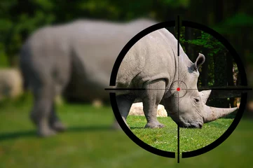 Zelfklevend Fotobehang Big game hunting - White rhino in the rifle sight © Alberto Masnovo