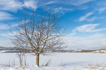 A tree with multiple leafless branches is seen standing tall in a winterland