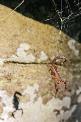 Scorpion Caught in a Web