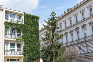 A tall green tree located in the centre of two white buildings