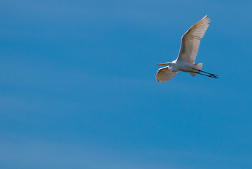 Great Egret Flying in beautiful blue sky, flying bird in blue sky