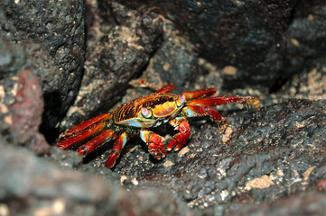 Sally Lightfoot Crab feeding, with black lava background