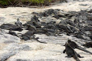 Marine iguanas warming up on rocks on Fernandina Island, Galapagos