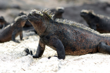 marine iguanas warming in the sun, Galapagos