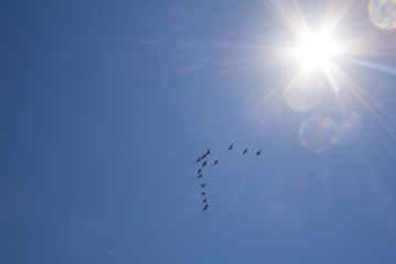 Flying Brazilian seagulls and Sun.
