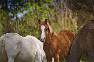 Cute brown foal on a field 