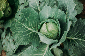 Green cabbage farm product on a soil background
