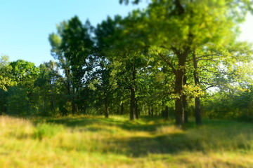 Fototapeta premium Summer Sunny Forest Trees And Green Grass. Nature Wood Sunlight Background.