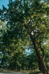 Summer Sunny Forest Trees And Green Grass. Nature Wood Sunlight Background.