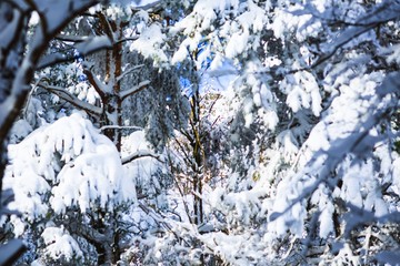 Winter landscape.