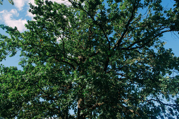 Fototapeta premium Summer Sunny Forest Trees And Green Grass. Nature Wood Sunlight Background.