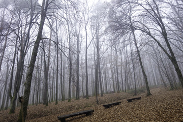 Forest shrouded in fog