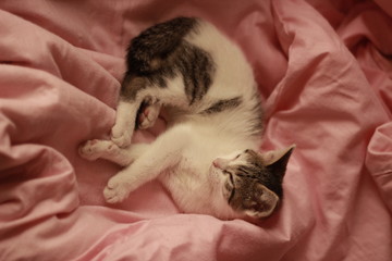Kitten pink