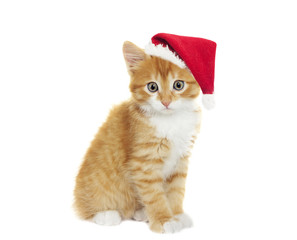 funny kitten in Christmas hat