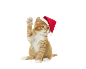 funny kitten in Christmas hat