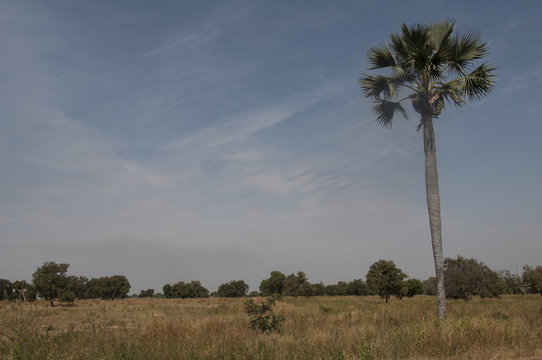 Campos de cultivos, Gambia