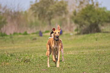 Brown greyhpund free on a field 