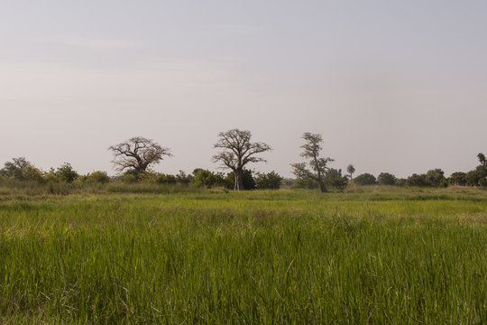 Campos de cultivos, Gambia