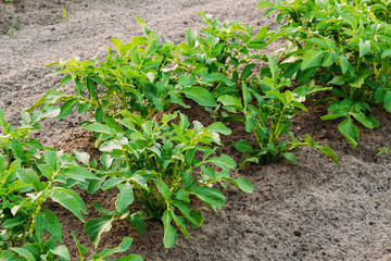 Potatoes Plants Growing In Raised Beds In Vegetable Garden In Summer