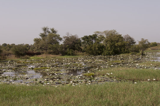 Campos de cultivos, Gambia