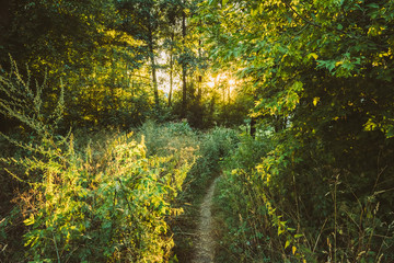Summer Landscape With Forest Path Going Ahead To Sunset Sunrise 