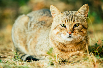 Gray White Mixed Breed Short-Haired Domestic Young Cat, Sitting 