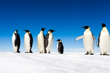 Naklejka na ściany i meble Group of cute Emperor penguins on ice