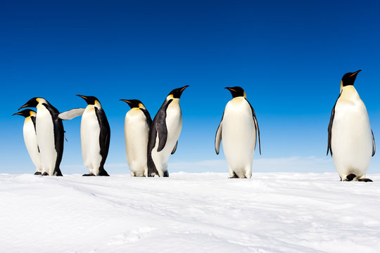 Group of cute Emperor penguins on ice