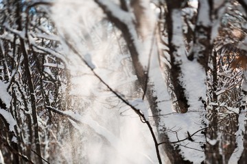 Fototapeta premium Winter forest landscape.