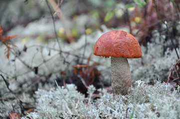 Edible boletus mushroom with a red hat in a white moss closeup. Selective focus.