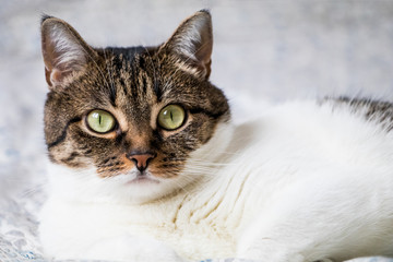 Beautiful portrait of a tabby cat lying on the bed and looking into the camera. Funny colored cat with striped head and back and white chest