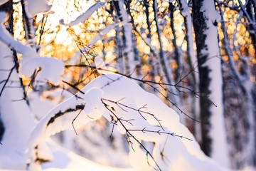 Winter forest landscape.