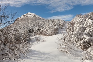 Fototapeta na wymiar Winter forest landscape.
